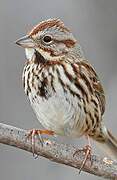 Song Sparrow