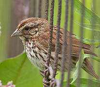 Song Sparrow