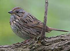 Lincoln's Sparrow