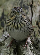 Lincoln's Sparrow