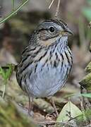 Lincoln's Sparrow