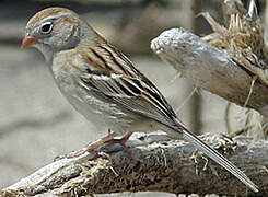 Field Sparrow