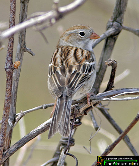 Field Sparrow