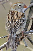 Field Sparrow