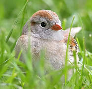 Field Sparrow