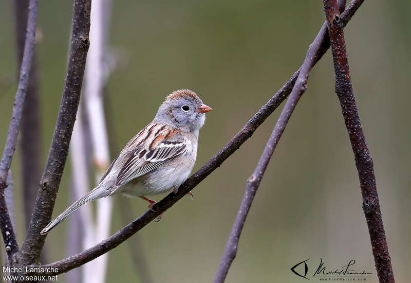 Field Sparrowadult, identification