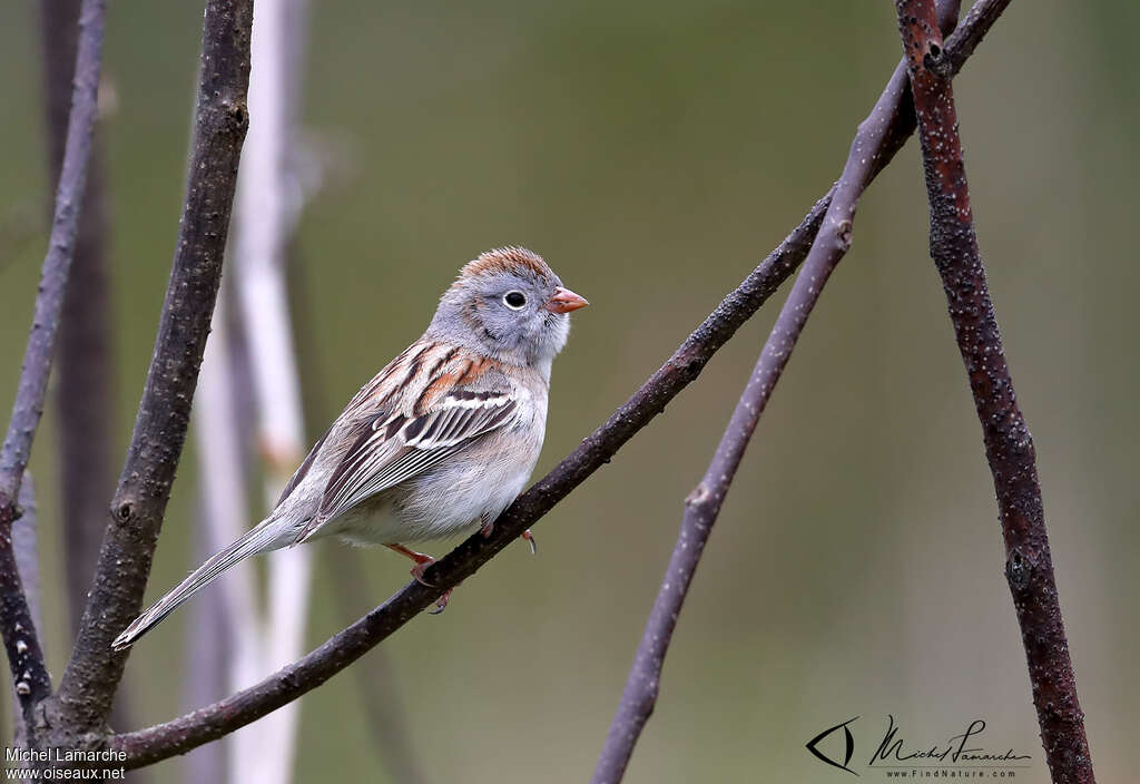 Bruant des champsadulte, identification