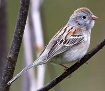 Field Sparrow