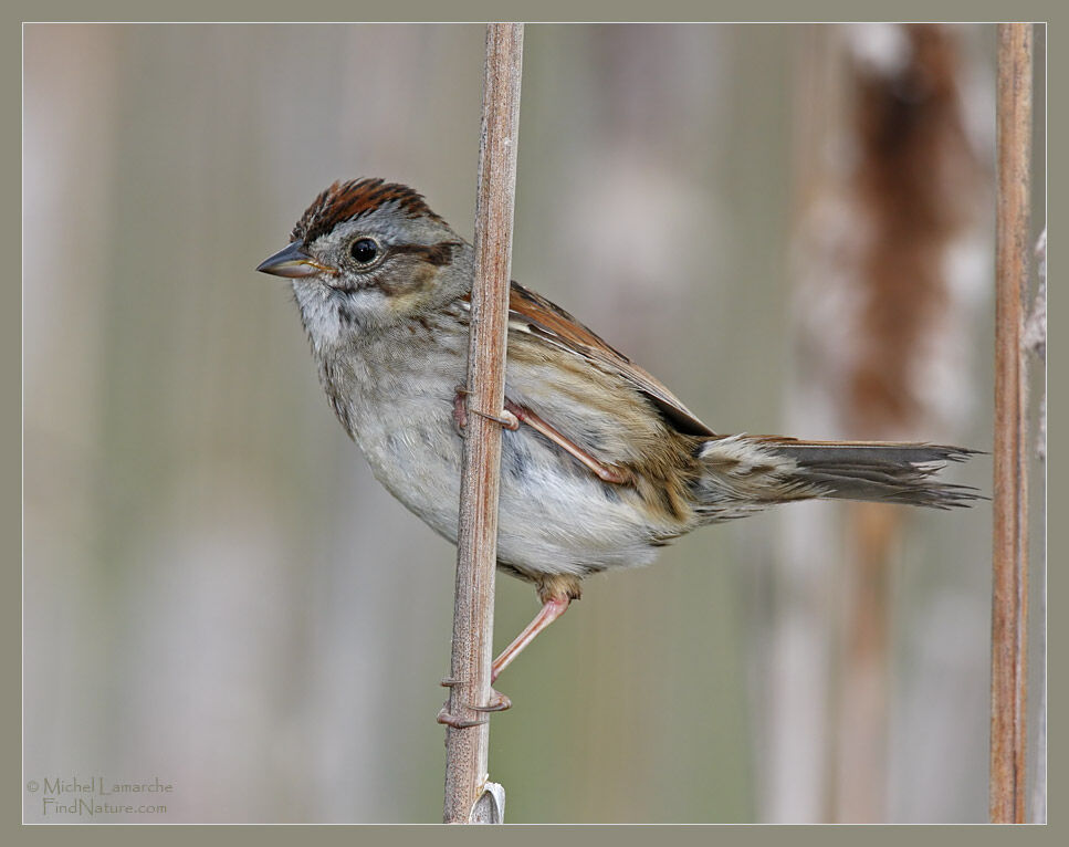 Swamp Sparrow