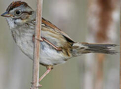 Swamp Sparrow