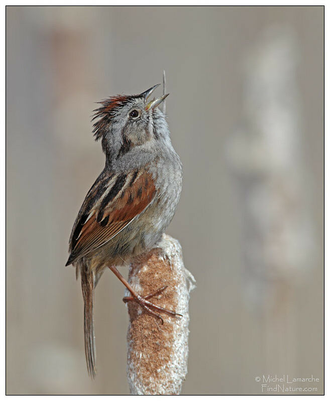 Swamp Sparrow