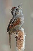 Swamp Sparrow