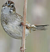 Swamp Sparrow