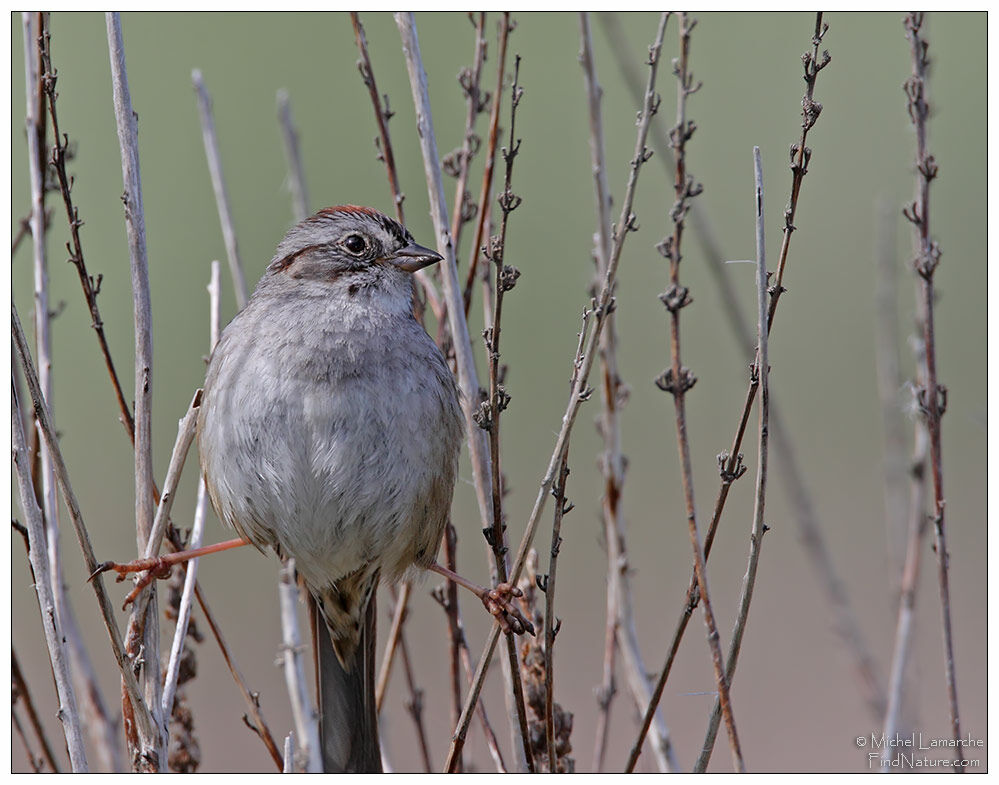 Swamp Sparrow