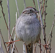 Swamp Sparrow