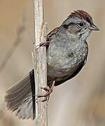 Swamp Sparrow