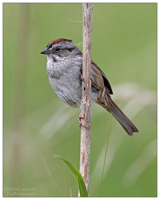 Swamp Sparrow