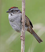 Swamp Sparrow