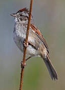 Swamp Sparrow