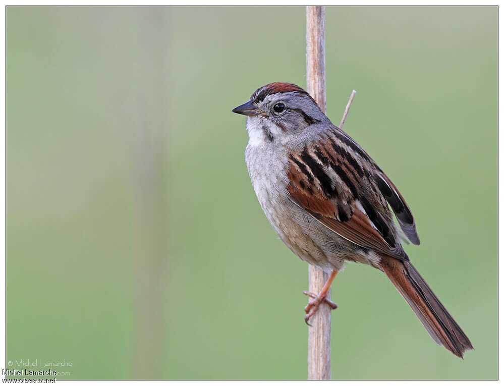 Bruant des marais mâle adulte, identification