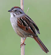 Swamp Sparrow