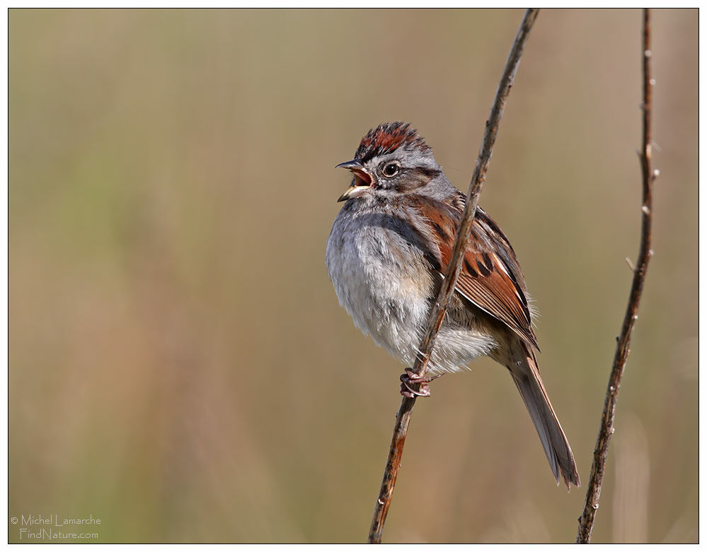 Swamp Sparrow