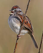 Swamp Sparrow