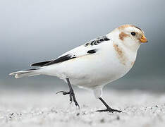 Snow Bunting