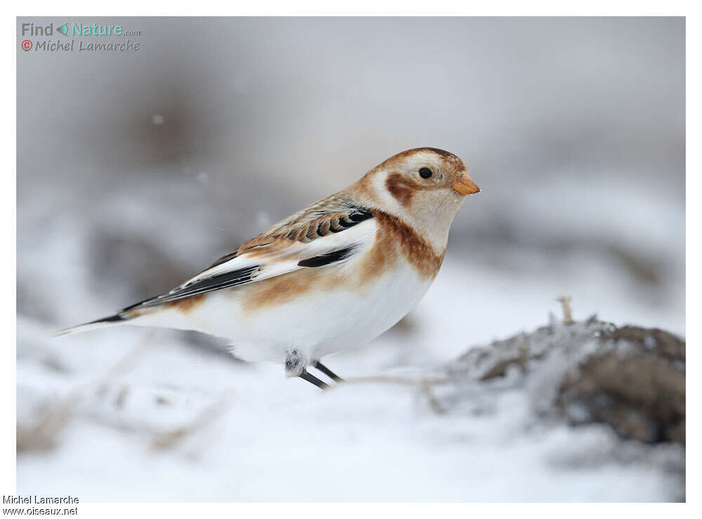 Snow Bunting male adult post breeding, pigmentation