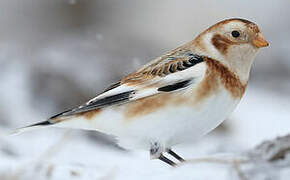 Snow Bunting