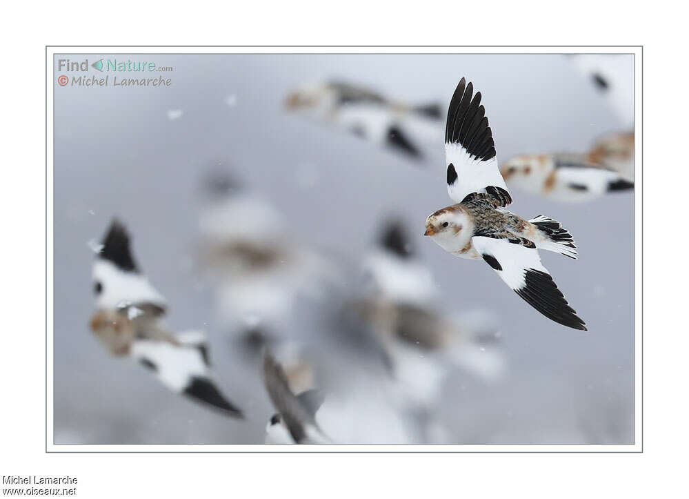 Snow Bunting male adult post breeding, Flight