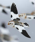 Snow Bunting