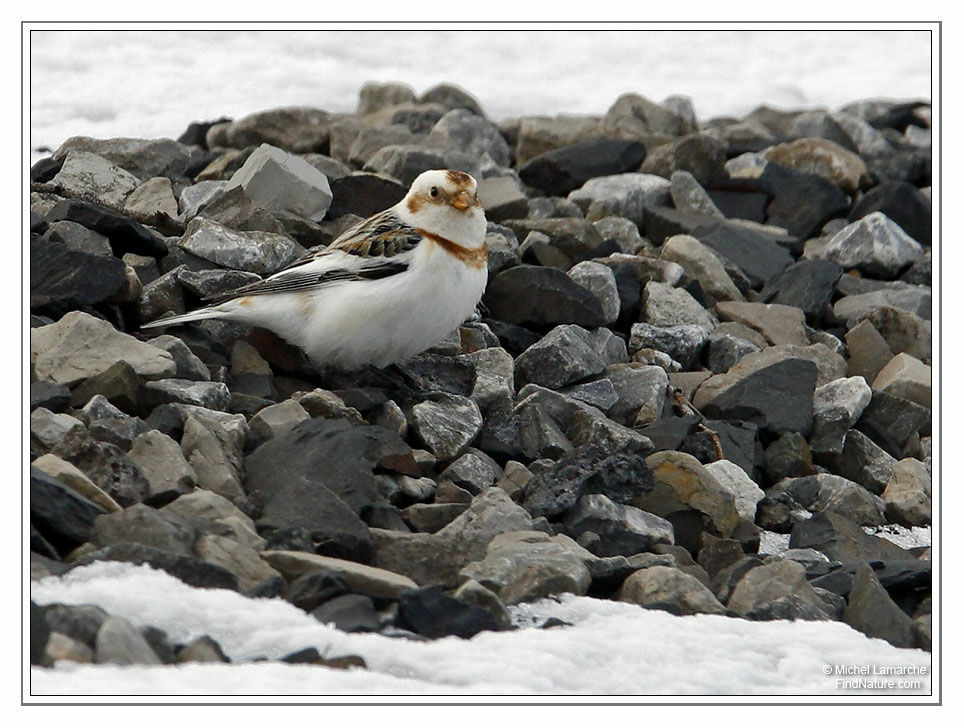 Bruant des neiges