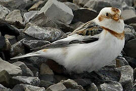 Snow Bunting