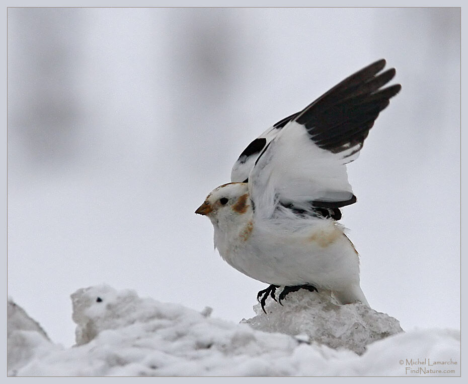 Bruant des neiges