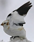 Snow Bunting