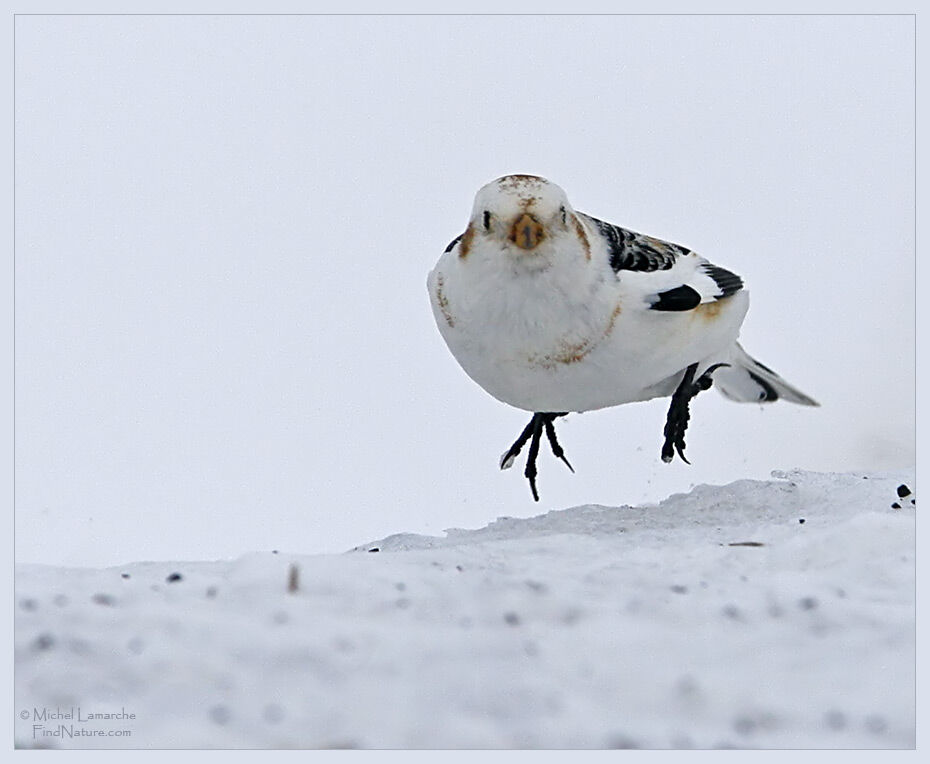 Bruant des neiges