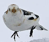 Snow Bunting