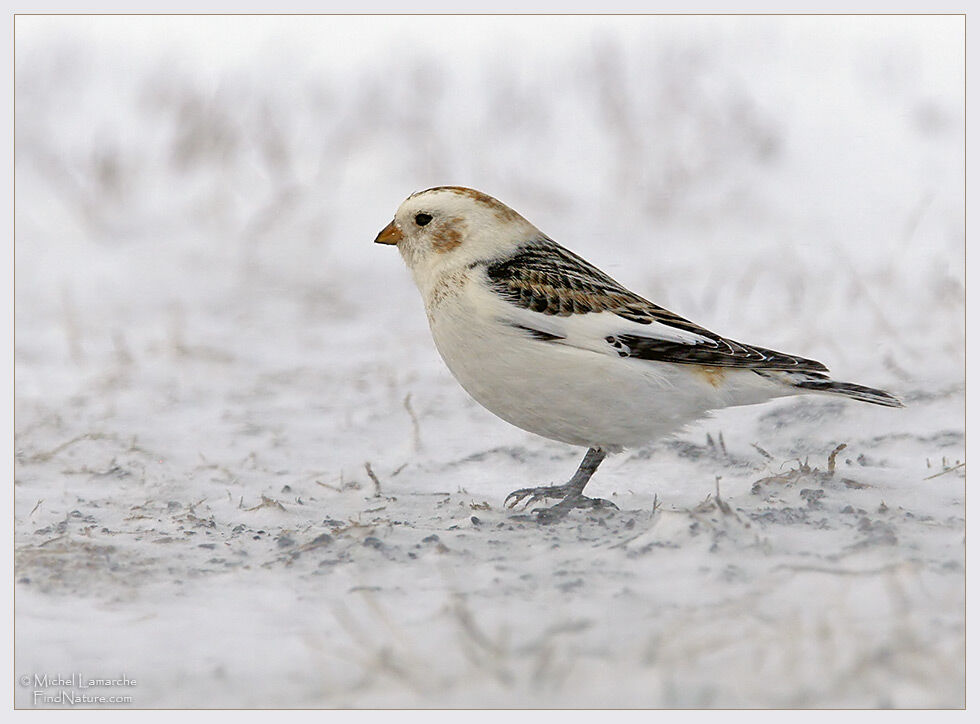 Bruant des neiges