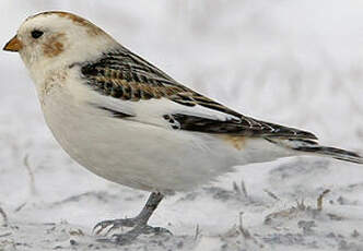 Bruant des neiges