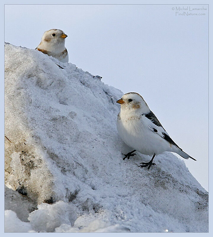 Bruant des neiges