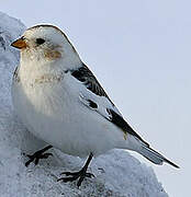 Snow Bunting