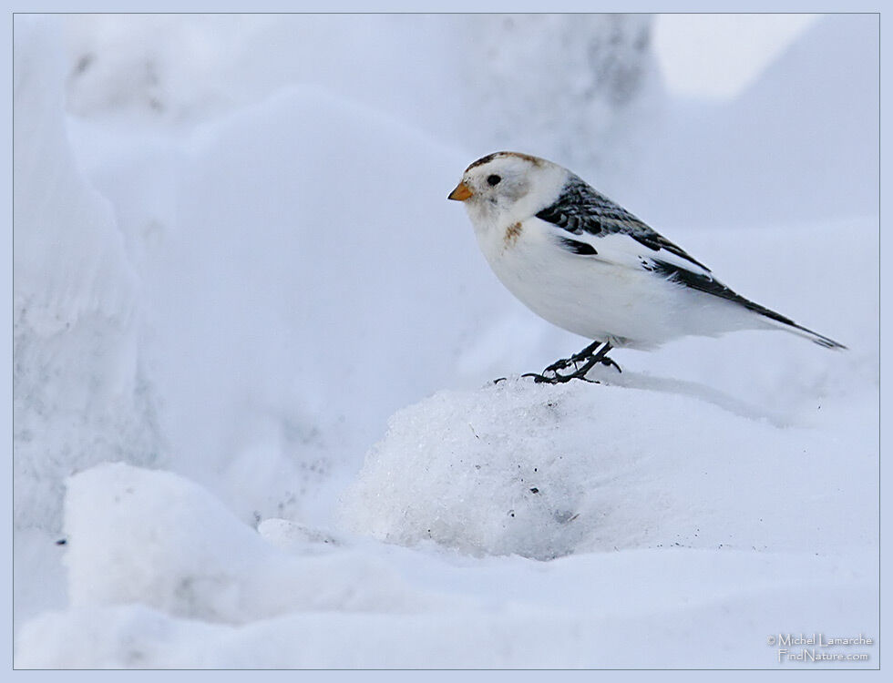 Snow Bunting