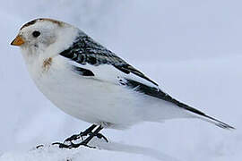 Bruant des neiges