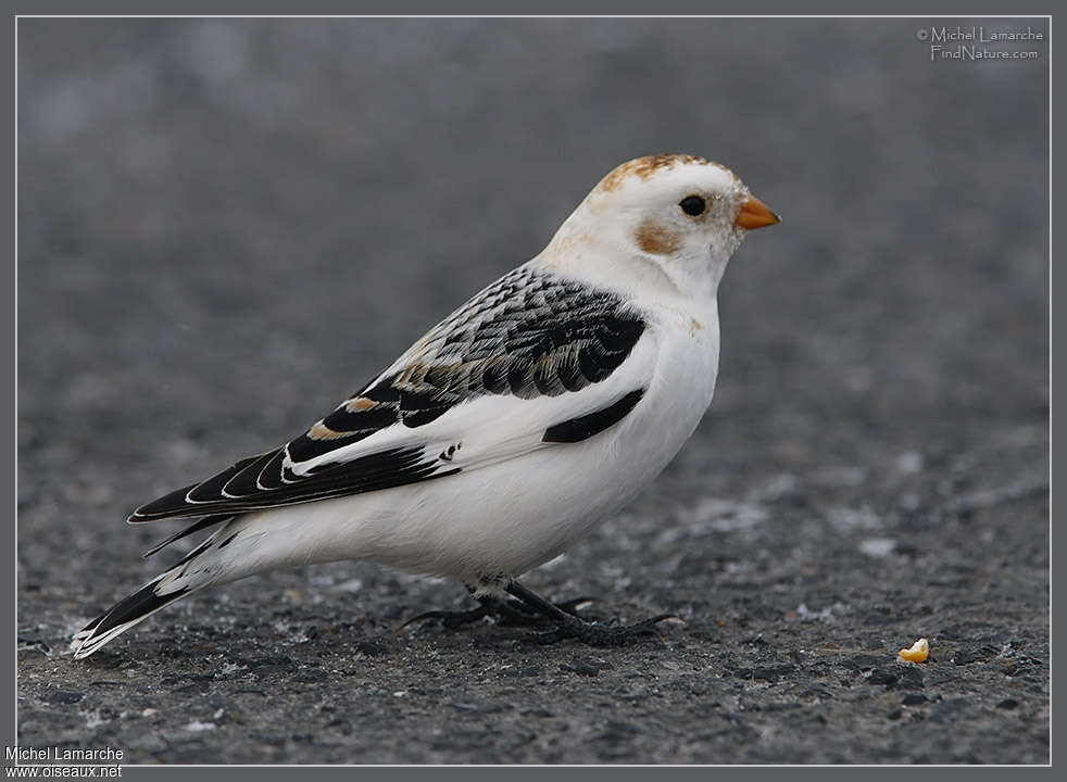 Snow Bunting male adult post breeding, identification