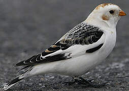 Snow Bunting