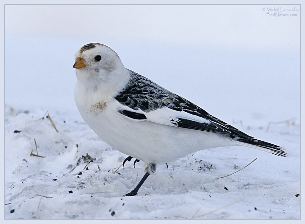 Bruant des neiges