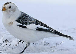 Snow Bunting