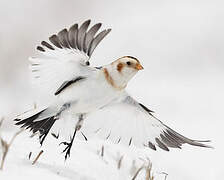 Snow Bunting