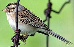 Clay-colored Sparrow